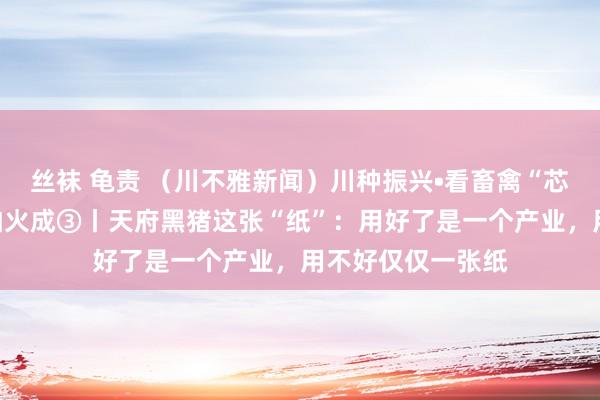 丝袜 龟责 （川不雅新闻）川种振兴•看畜禽“芯片”奈何真金不怕火成③丨天府黑猪这张“纸”：用好了是一个产业，用不好仅仅一张纸