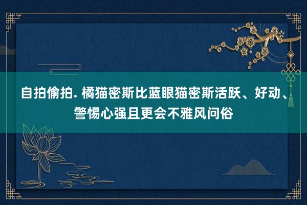 自拍偷拍. 橘猫密斯比蓝眼猫密斯活跃、好动、警惕心强且更会不雅风问俗